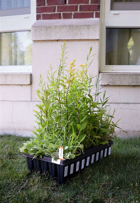 • 1,5 млн просмотров 1 год назад. Pollinator Gardens: 8 Easy Steps to Design a Landscape ...