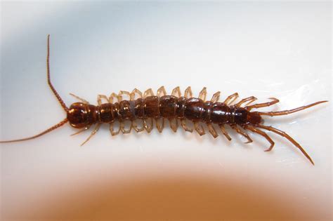 Centipedes Pest Control Services By Planet Orange