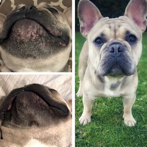 Do French Bulldogs Get Pimples