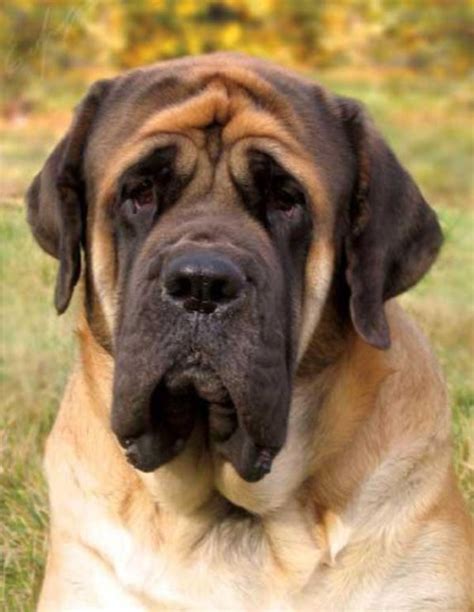 English Mastiff Animals Dogs