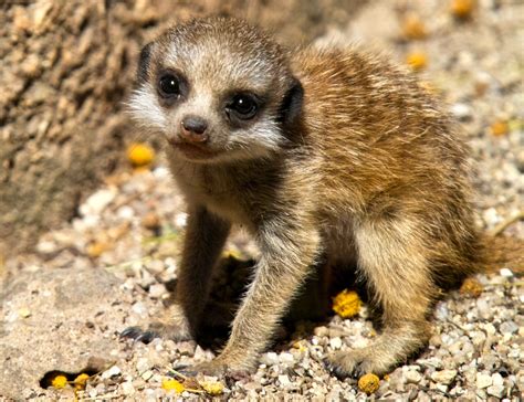 Baby Meerkat Adorable Animals Pinterest Babies Nature And Plants