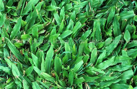 Broadleaf Carpet Grass Axonopus Compressus