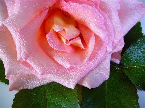 Wallpaper Rose Flower Drops Dew Bud Hd Widescreen High