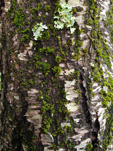 Free Images Forest Branch Wood Leaf Flower Trunk Moss Green