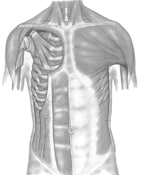 Muscles Of The Back And Chest
