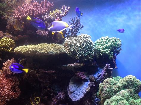 Coral Reef Corals Aquarium · Free Photo On Pixabay