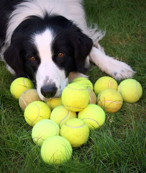 Dogs And Tennis Balls 36 Pics