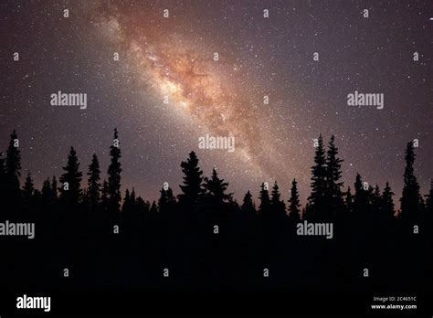 Milky Way Over Silhouette Of Trees Stock Photo Alamy