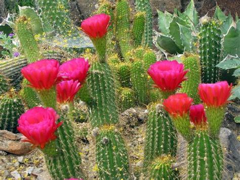 Blooming Cacti Picture Of Arizona Sonora Desert Museum Tucson