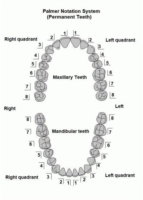 Understanding Dental Terminology S4s Dental