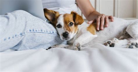 Why Do Some Dogs Cuddle More Than Others