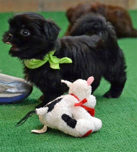 Find the perfect shih tzu puppy for sale at puppyfind.com. Shih Tzu Puppies For Sale | Grand Rapids, MI #259205