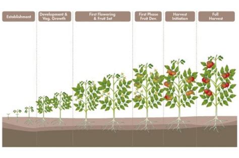 Growing Tomato Plants A Beginners Basic Guide Dengarden