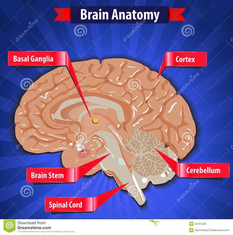 Brain Function Human Brain Anatomy With Basal Ganglia