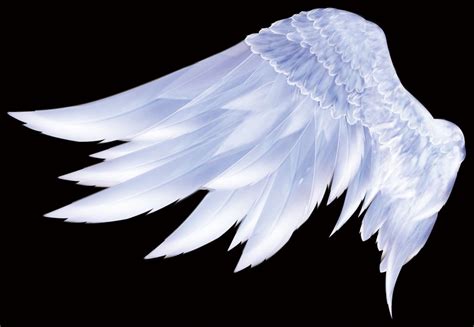 Wings Psd Layered Material Wings Feathers Angel Wings Art Angel