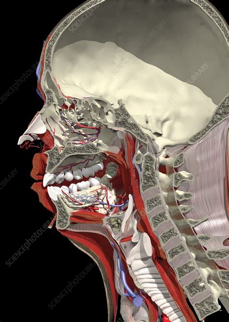 Sagittal Section Of The Head And Neck Stock Image C0049817