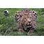 Wildlife Picture  HD Desktop Wallpapers 4k