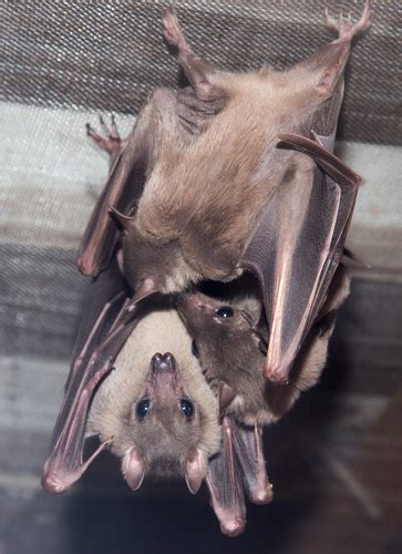 The Different Bat Species Found In Florida