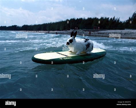 Hazel The Surfing Rabbit Bunny Rabbits Active Sporty On Surf Board In
