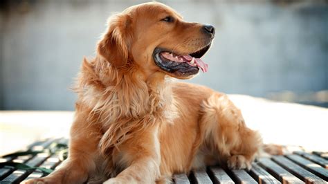 Free golden retriever wallpapers and golden retriever backgrounds for your computer desktop. Golden Retriever Dog Wallpapers | HD Wallpapers | ID #18205