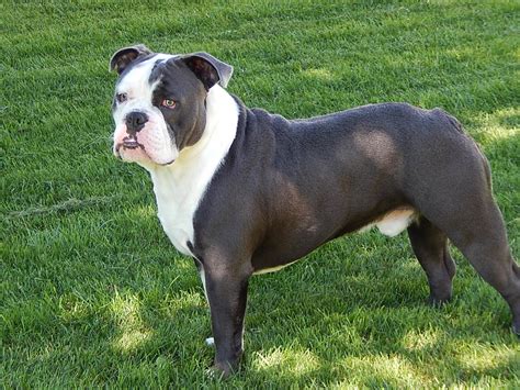 At What Age Is An English Bulldog Full Grown