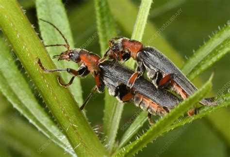 Soldier Beetles Mating Stock Image C0259495 Science Photo Library