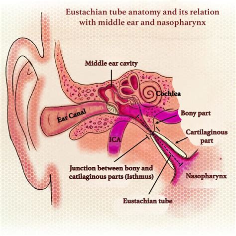 Eustachian Tube Anatomy Bony And Cartilaginous Parts Ostman Pad Of