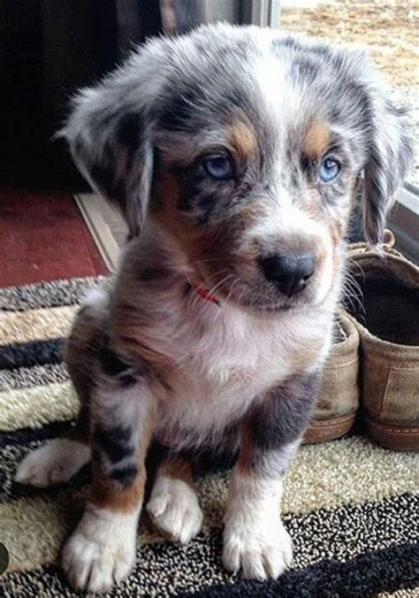 17 Best Images About Australian Shepherds On Pinterest