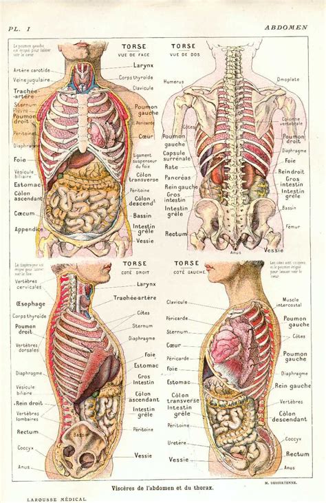 Planche Anatomique Organes Achat Vente Planche Anatomique Organes The