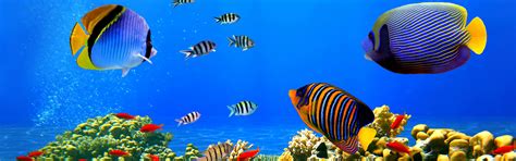 热带鱼 海底世界高清壁纸 高清桌面壁纸下载 找素材网