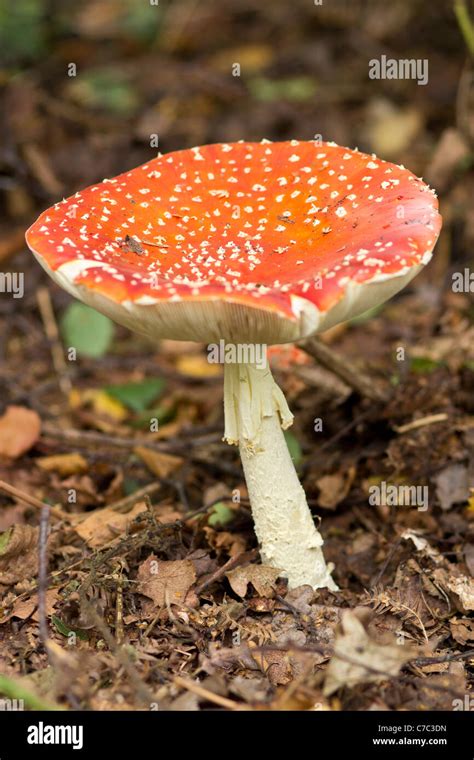 Autumn Fly Agaric Toadstool Stock Photo Alamy