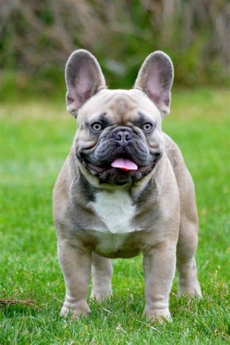 English bulldog puppies price ranges vary considerably, depending on where the puppy comes from. Cheap French Bulldog Puppies Under $500 | Ethical Kennel