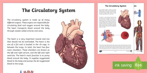 Grade 5 Circulatory System Diagram For Kids Aflam Neeeak