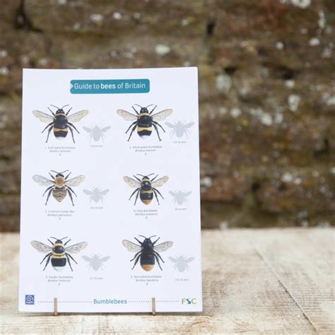 Wildlife World Field Guide To Bees Of Britain Waterperry Gardens