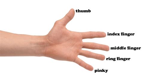 Finger Names And Hand Parts Youtube