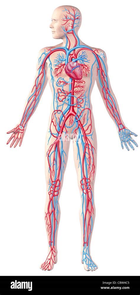Human Circulatory System Full Figure Cutaway Anatomy Illustration