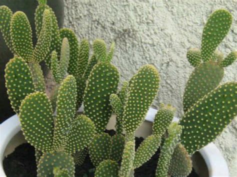 ¿cada cuanto se riega un cactus mini? Opuntia microdasys var. pallida (Bunny Ears Cactus ...