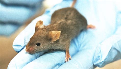 Nanoparticles Deliver Drug To Mice With Muscular Dystrophy Futurity