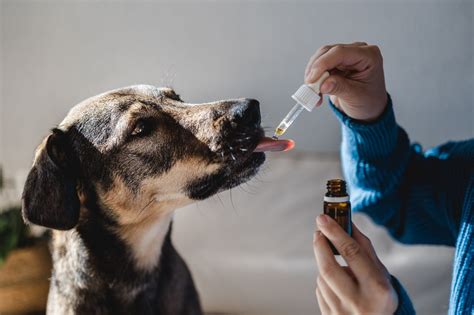 Tips And Tricks For Administering Your Pets Medication Oakhurst