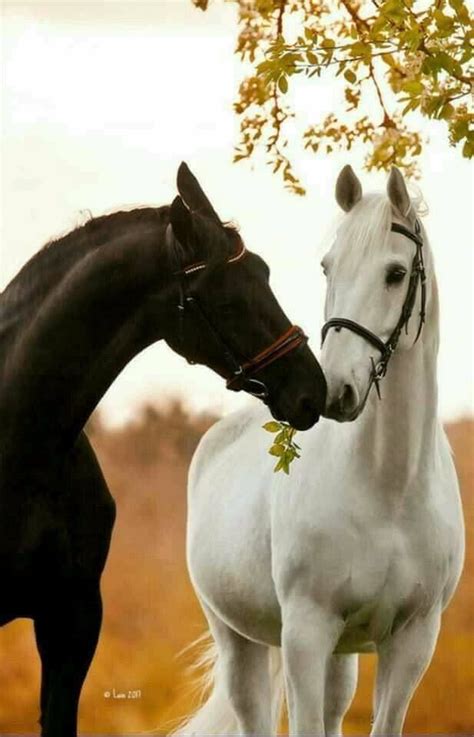 Pin By Nancy C Lindberg On Animals Life Horses Cute Horses