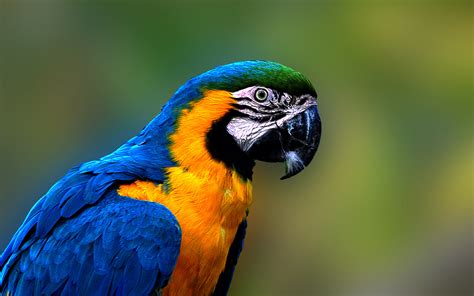 Animal Blue And Yellow Macaw Hd Wallpaper