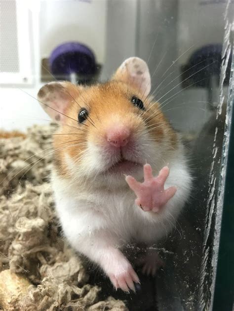 Ảnh Chuột Hamster Cute Đáng Yêu Làm Con Tim Tan Chảy