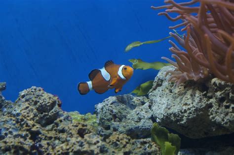 Free Images Underwater Swim Sea Animal Coral Reef Clown Fish