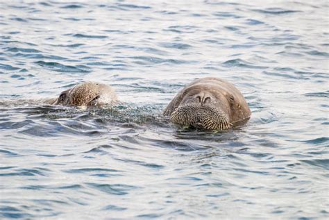 Walruses Swimming In The Sea Stock Photo Image Of Norway Mountain