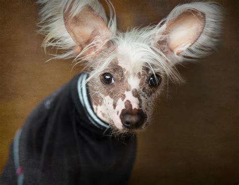 Are Chinese Crested Dog Aggressive