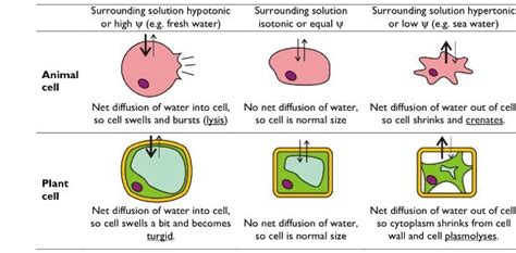 Check spelling or type a new query. Osmotic effects on animal & plant cells. | AQA As Biology ...