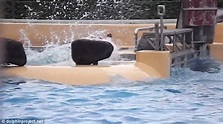 Video shows captive SeaWorld killer whale repeatedly banging its head ...