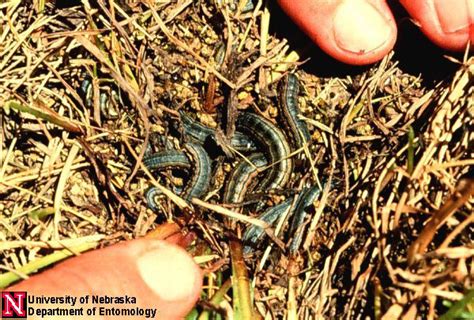 Army Worms Reach Epidemic Levels Wacky Weather Spurs