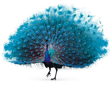 Feather Peafowl - Peacock png download - 1249*996 - Free Transparent Feather png Download ...