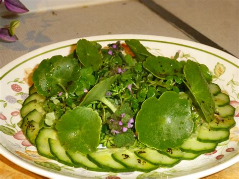 Wild Green Salad